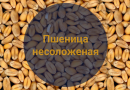 Пшеница несоложеная (Россия), 1 кг